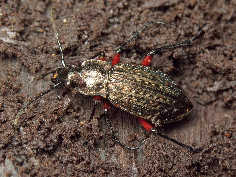 granulatus Linne, 1758